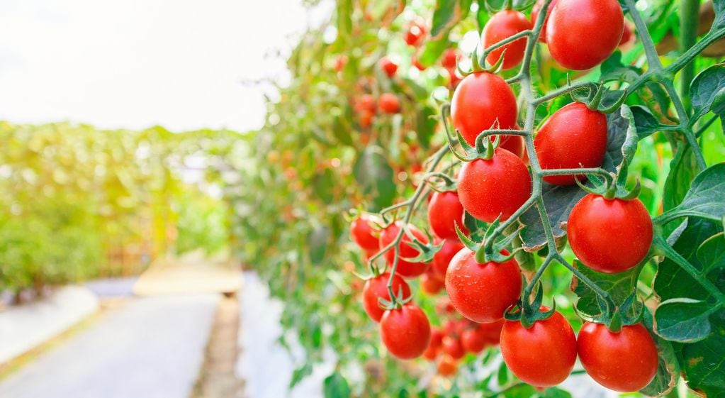 Sujetemos bien con tutores las ramas de las plantas de tomates: en estos días estarán muy cargadas y podrían quebrarse por el peso de los frutos.