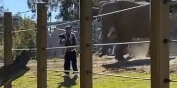 Padre mete a hija al área de elefantes en zoo de San Diego