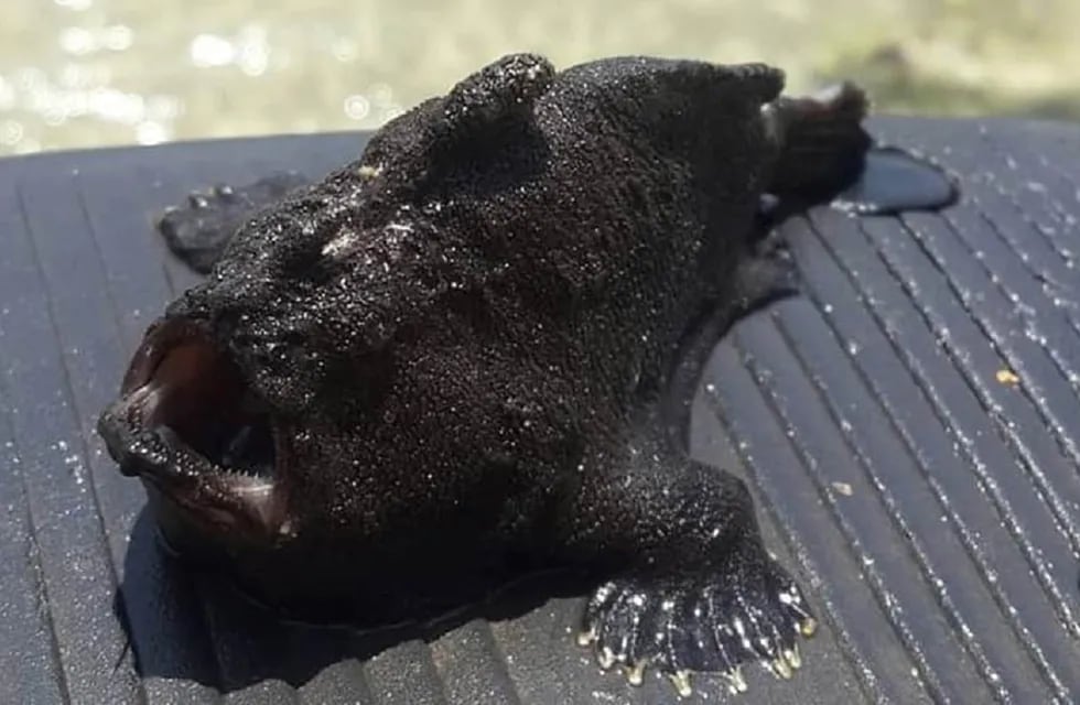 El monstruoso pez que se dejó ver en playas de Taganga (Colombia) - Foto: Gentileza / Diario Hoy de Magdalena