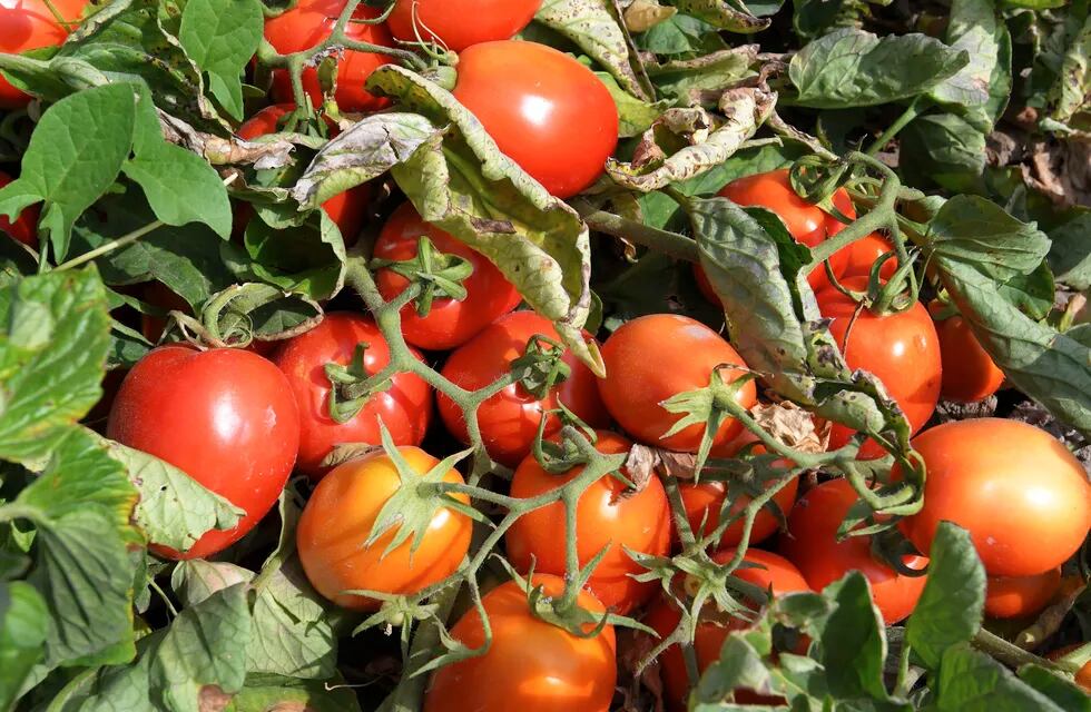 La región de Cuyo es la principal productora de tomate en el país. Foto Orlando Pelichotti / Los Andes