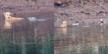 Perro cae en un río con cocodrilos y estos lo ayudaron a cruzar