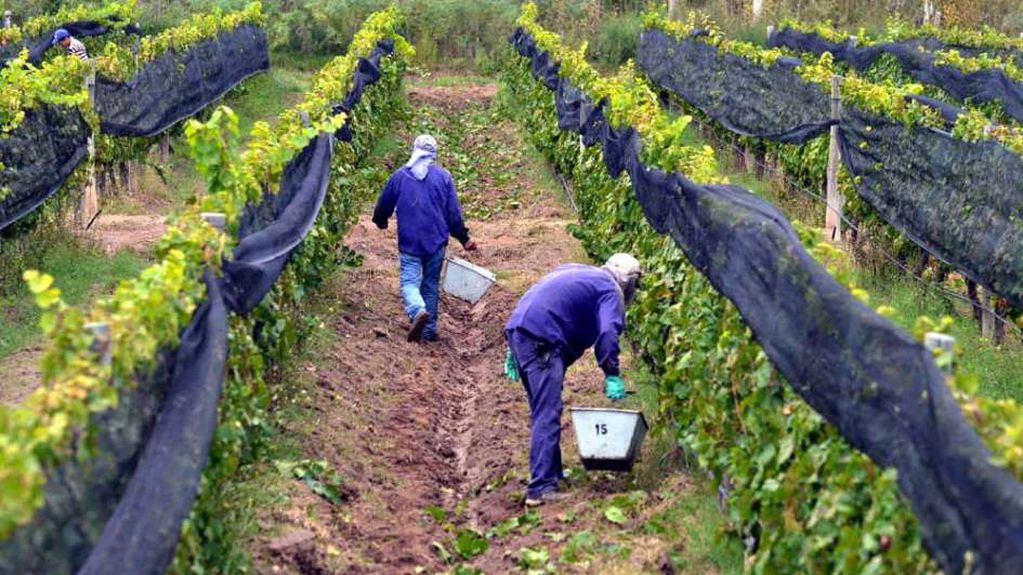 Por el acuerdo Mendoza-San Juan se estableció que el 17% de la producción de uvas debía ir a mosto y otros destinos en 2024, pero, en la práctica, el porcentaje fue mayor