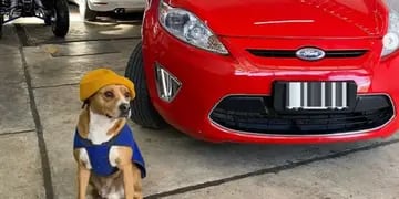 Tomi y Pili: los perritos rescatados que “posan” junto a los autos de una agencia de Mendoza