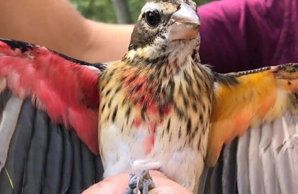 Del lado derecho es macho con plumas amarillas y del al izquierdo es hembra con plumas rosadas.