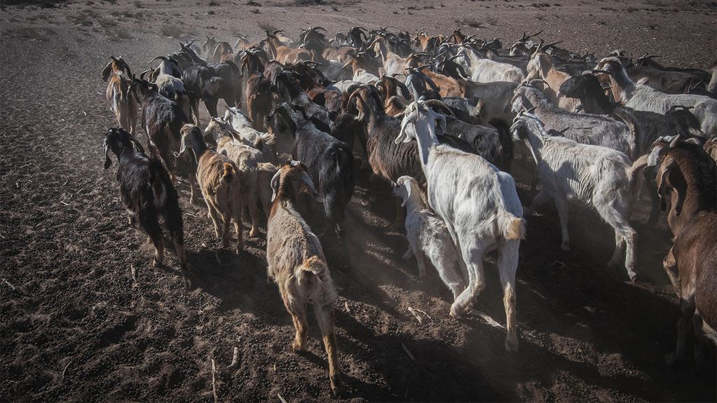“La particularidad de esta sequía es que venímos arrastrando tres períodos de seca consecutiva y los campos no tenían reservas"/ Foto: Orlando Pelichotti/ Los Andes
