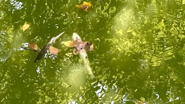 Encontraron decenas de peces muerto en un lago de Rosario y apuntan a la ola de calor