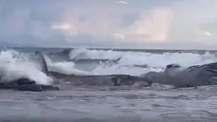 Una ballena murió en las costas de Puntarenas y su ballenato se quedó junto a ella intentando alimentarse