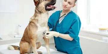 Atención veterinaria