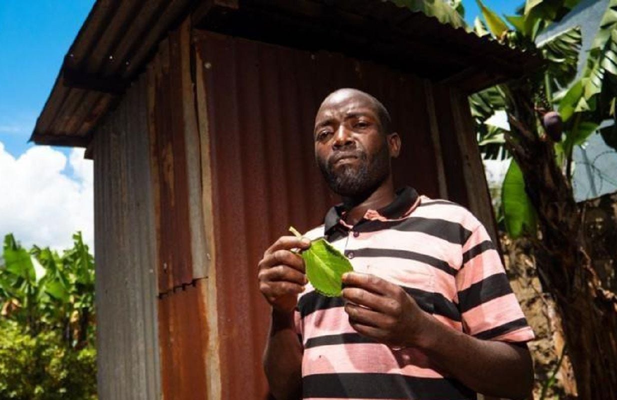 En África, algunas personas cultivan y utilizan boldo como reemplazo de papel higiénico (Gentileza BBC Mundo)