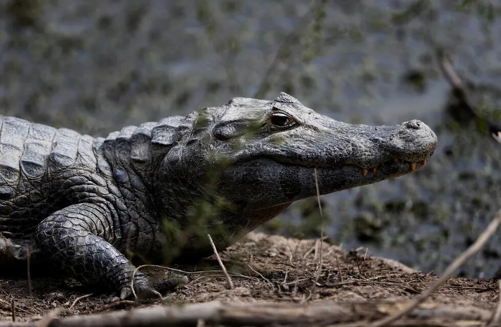 Después de la muerte de un nene, capturan a más de 200 caimanes en Disney