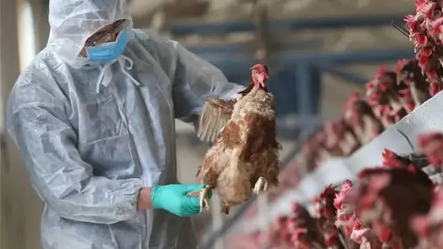 Gripe aviar Chubut