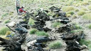 Los cóndores y un puma fueron hallados envenenados en la localidad de Los Molles, Malargüe. (Facebook Programa Conservación Cóndor Andino)