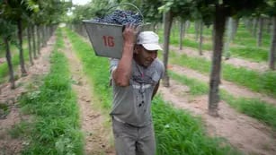A la mitad, Según datos del INV, hasta la semana pasada ya había ingresado a bodega unos 10 millones de quintales de uva.  Ignacio Blanco / Los Andes 