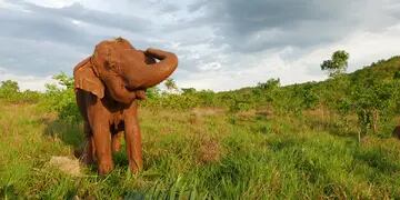 Los elefantes del ex zoo de Mendoza se irán a un santuario a Brasil
