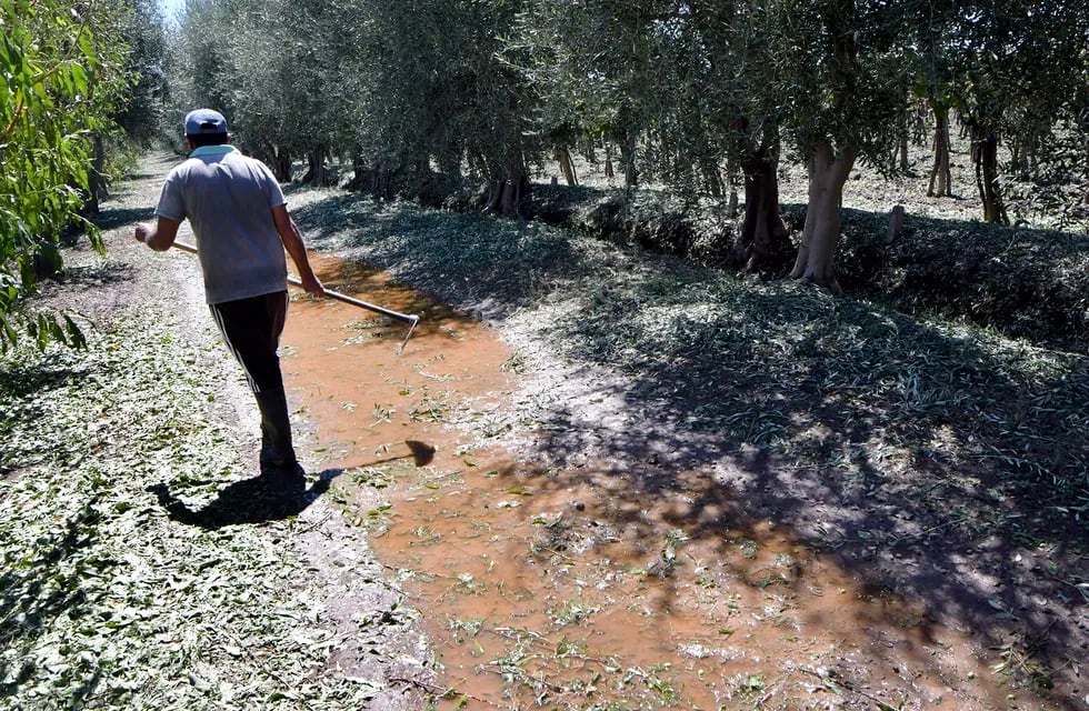En tan solo unas horas, las piedras arrasaron con la vid, olivo, floricultura y hortaliza de diferentes zonas de la provincia. Foto: Orlando Pelichotti / Los Andes