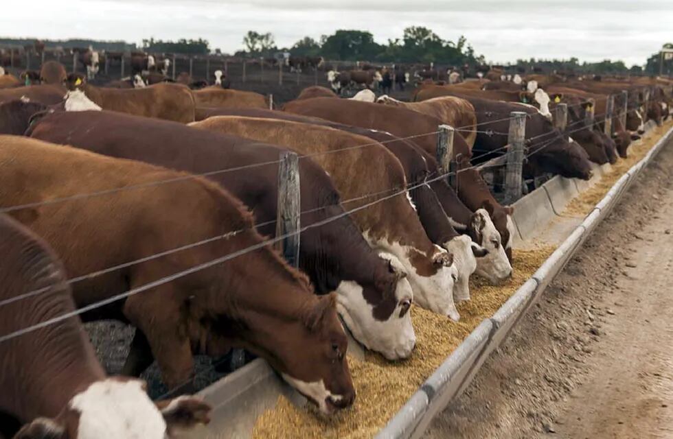 Analizan posible caso de “vaca loca” en Brasil, luego de la aparición de la gripe aviar en la región. Los animales la adquieren a través de la alimentación.