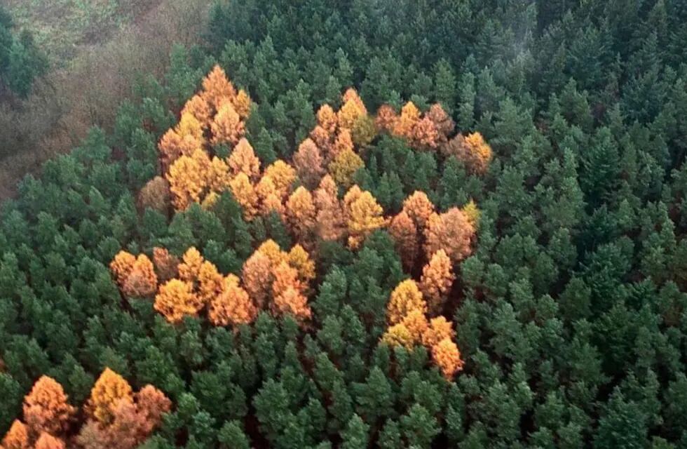 El misterio de la esvástica del bosque: la cruz nazi formada por 150 árboles y oculta medio siglo.