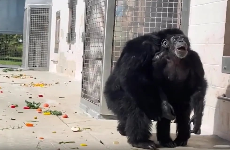 Vanilla es un chimpancé de 29 años que nació y se crio en cautiverio.  - Captura de video