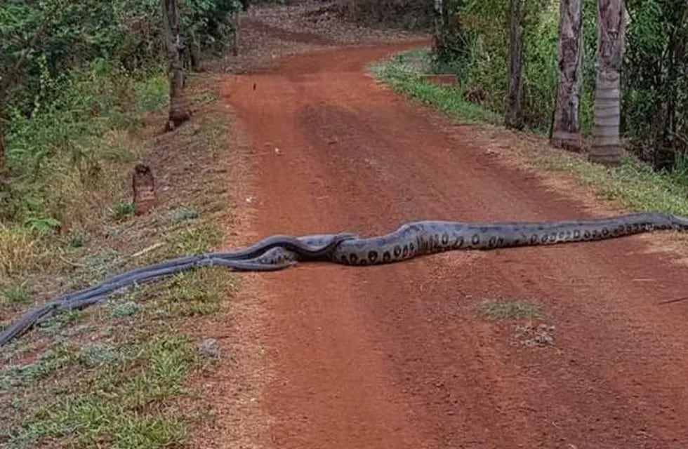 Anaconda gigante seguida por otras más pequeñas