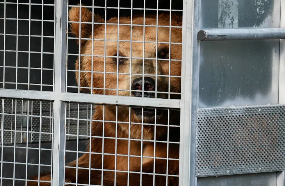 Trasladaron diez osos pardos del ex Zoo a un santuario en EEUU