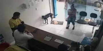 Perro entra solo a una veterinaria