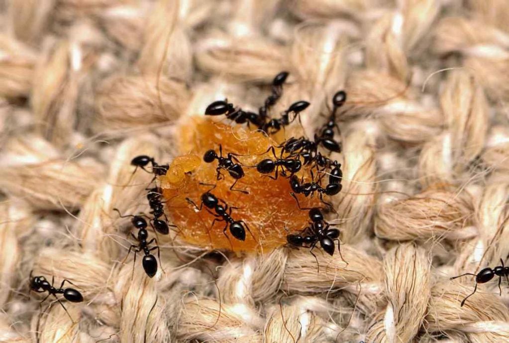 Un apasionado de las hormigas en Twitter dijo que la colonia más grande está en Argentina y las reacciones fueron desopilantes,