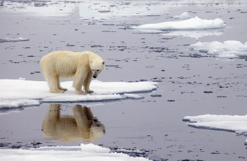 La ONU reconoció oficialmente los 38ºC registrados en Siberia en 2020 como un nueva máxima en la región del Ártico, lo que "enciende las alarmas" sobre el cambio climático. (Telam)