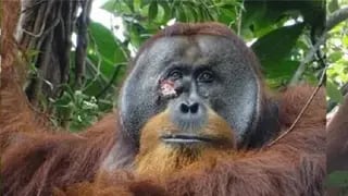 El increíble caso del orangután que usó planta medicinal para curarse una herida