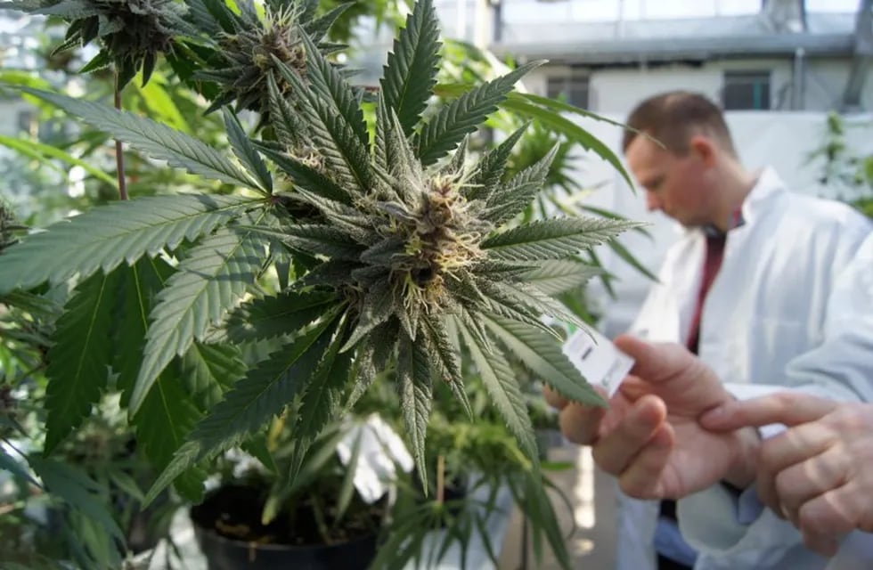 El cultivo de cannabis medicinal está autorizado, al igual que sus aceites en farmacias - Archivo