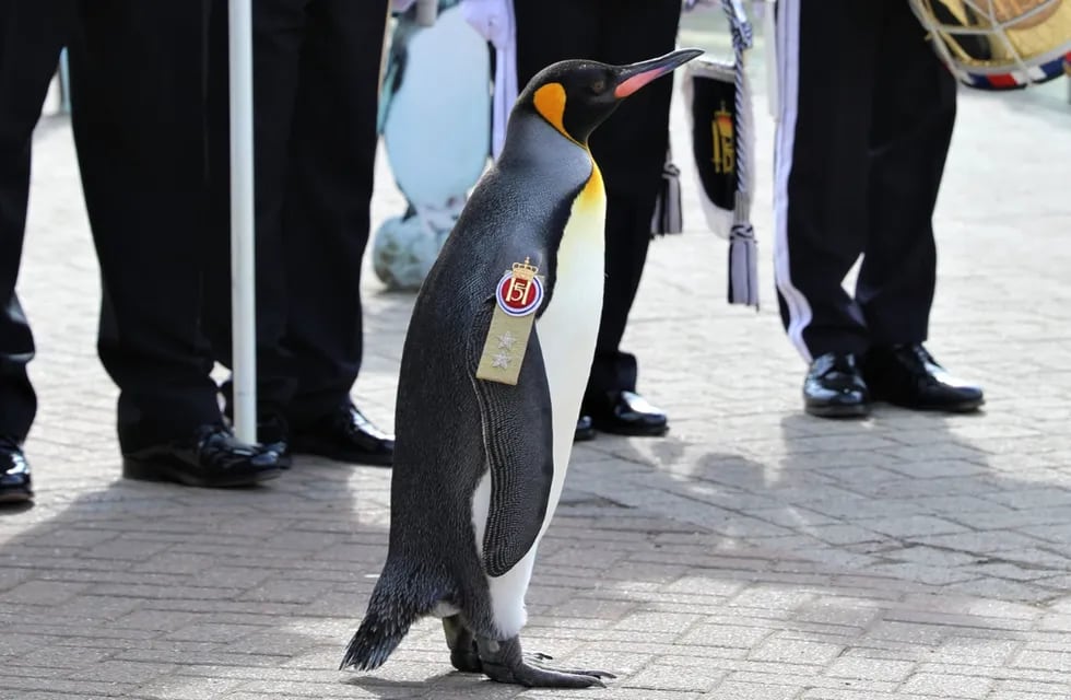 El pingüino, además, fue nombrado brigadier y tiene el título de Barón de las Islas Bouvet. Foto: @EdinburghZoo / Twitter