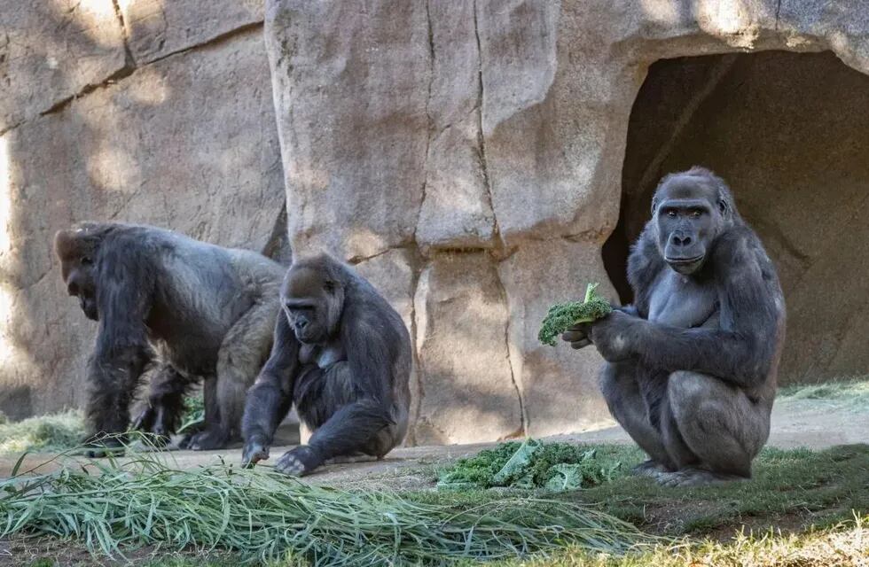 Ocho gorilas de un zoológico de San Diego (EEUU) contrajeron covid-19.