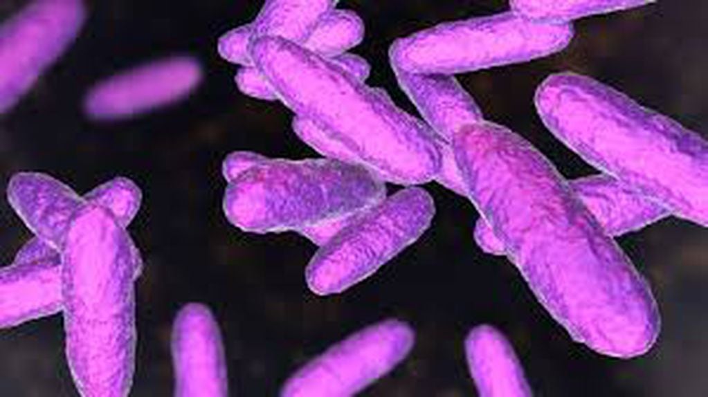 Un informe detalla que son cada vez más frecuentes los casos de bacterias "comecarne" que se transmiten vía sexual.