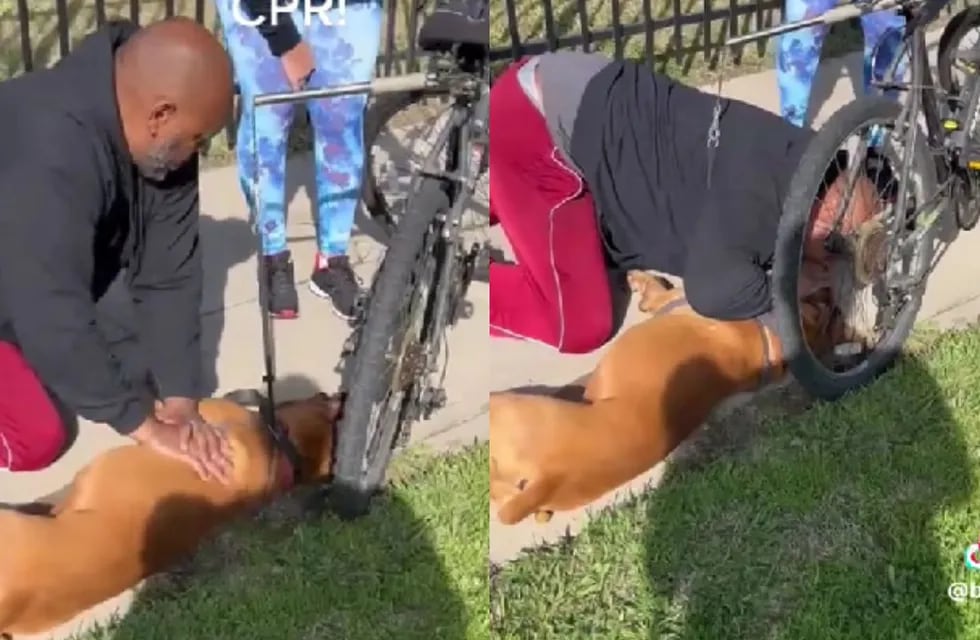 Emocionante video: un hombre le practicó RCP a un perro y lo salvó. Foto: captura de video @bestfetchdog.