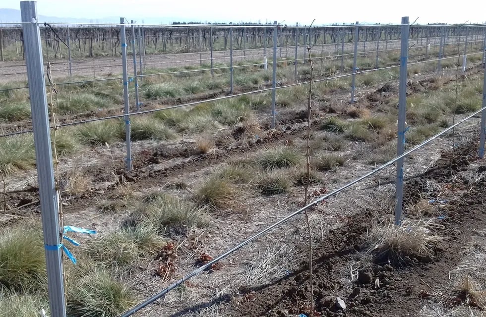 Modernización en estructuras de viñedos para pequeños productores