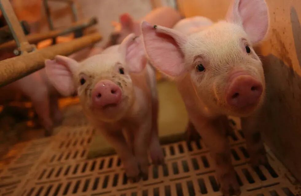 A diferencia de lo que ocurre con la carne vacuna, la de cerdo continúa creciendo en el consumo interno. Su relación de precio con la bovina es clave.