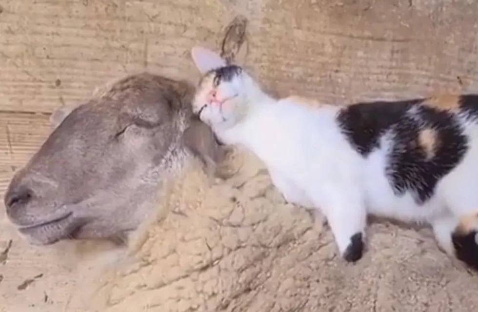 Video del gatito sobre la oveja