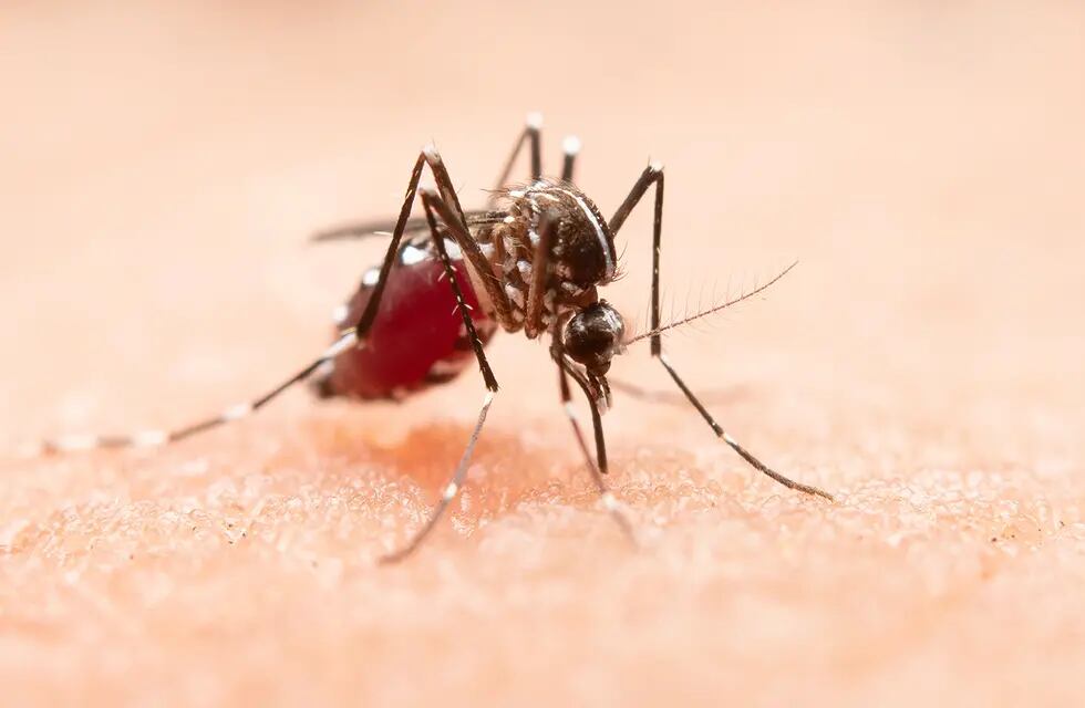 Por la invasión de mosquitos, piden reforzar los cuidados para la prevención del dengue.