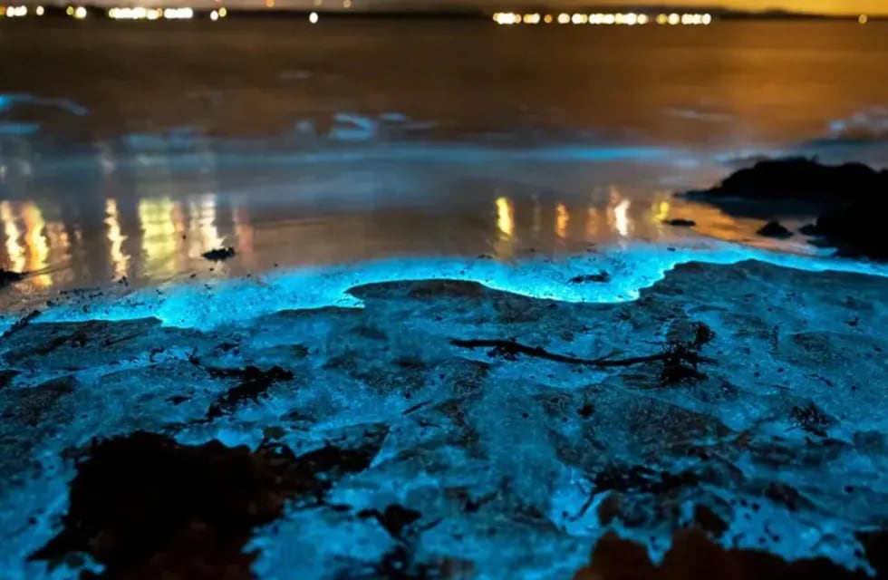 La bioluminiscencia suele ser de color azul, porque esta es la luz que viaja mejor a través del agua, pero puede variar desde casi violeta hasta amarillo verdoso. Foto: La Gaceta