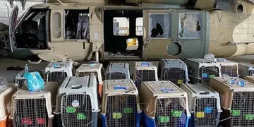 Perros abandonados en el aeropuerto de Kabul