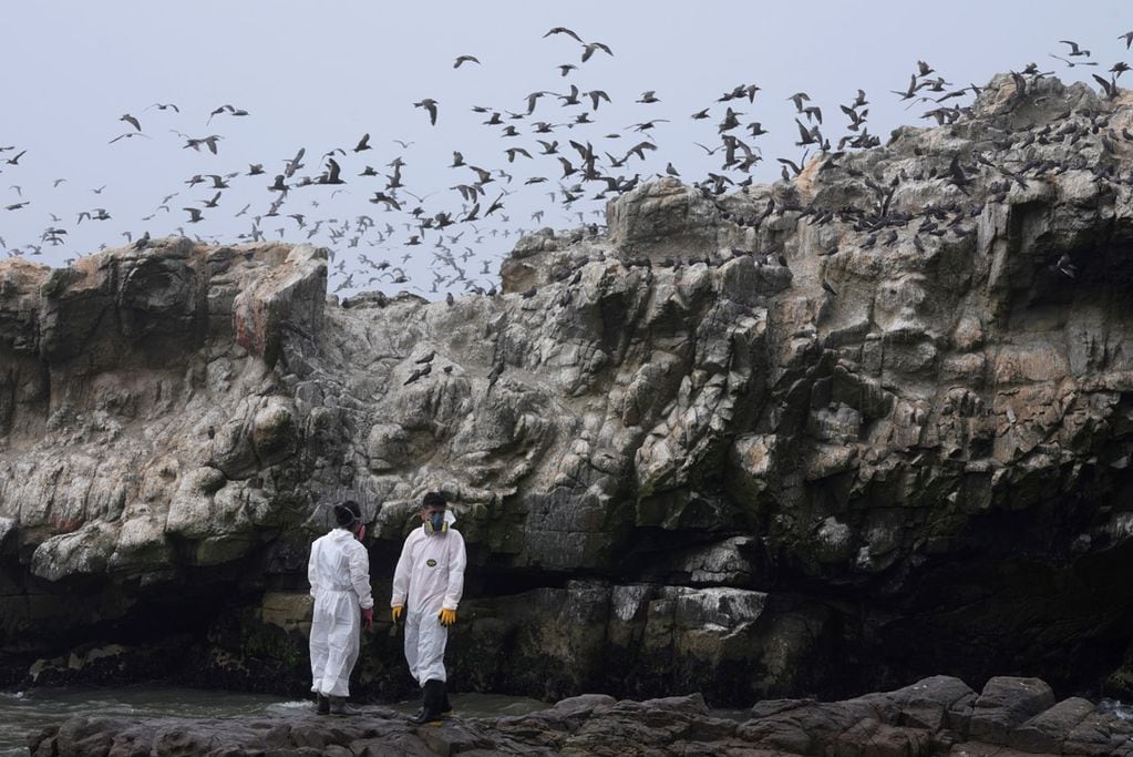 Trabajadores continúan limpiando las playas contaminadas en Playa Cavero, Perú, un mes después del derrame de un buque petrolero de Repsol. (AP)