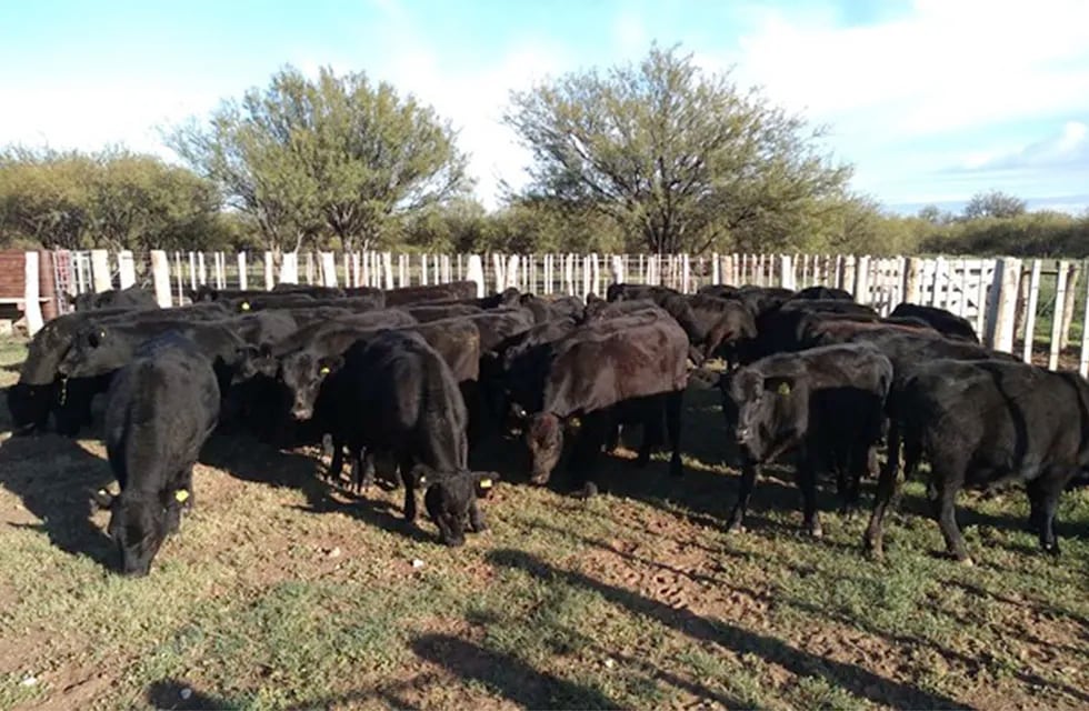 El ganado se cría cuidando al conjunto de árboles y pastizales en la cercanía. Imagen: INTA Junín.