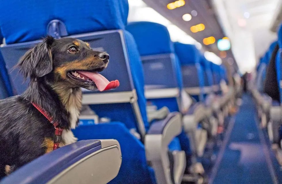 Bark Air ofrecerá vuelos de primera clase para perros y sus dueños.