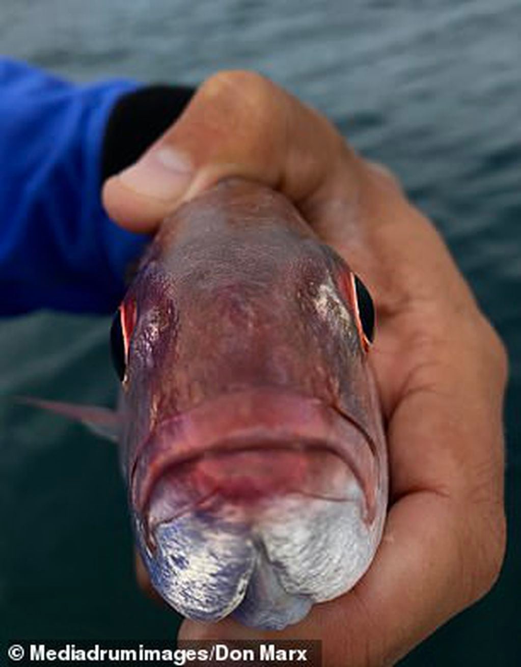 Este pez tiene en su interior a un horrible polizón. (Don Marx /Daily Mail)
