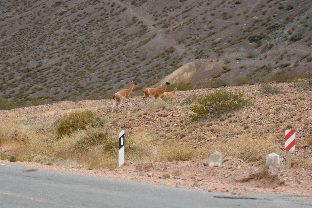 Un grupo de guanacos camina cerca de la ruta internacional 7 entre Potrerillos y Uspallata.
Foto: Marcelo Rolland / Los Andes