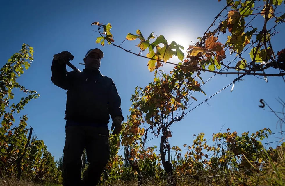 Los efectos del cambio climático ya se pueden apreciar en la vitivinicultura. - Ignacio Blanco / Los Andes
