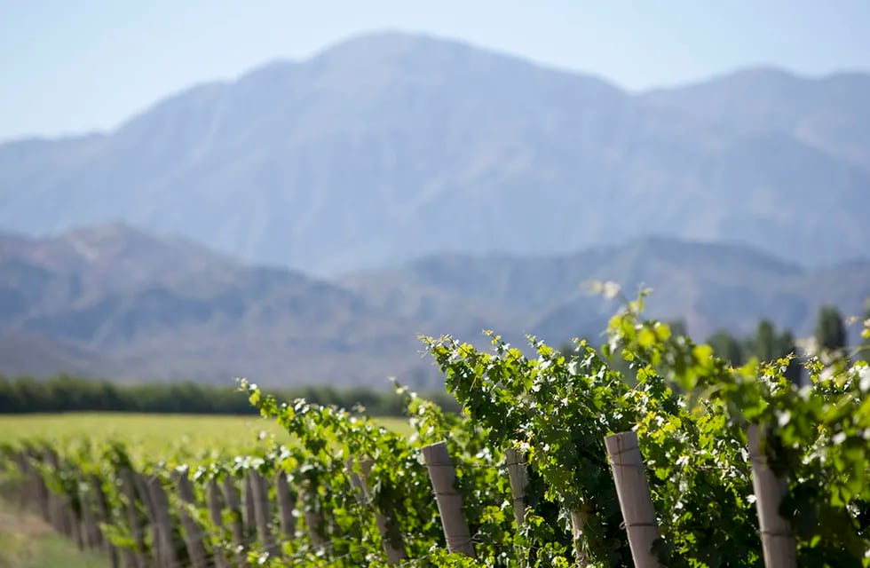 El grupo es el mayor productor de vinos orgánicos de Argentina. - Imagen ilustrativa / Los Andes