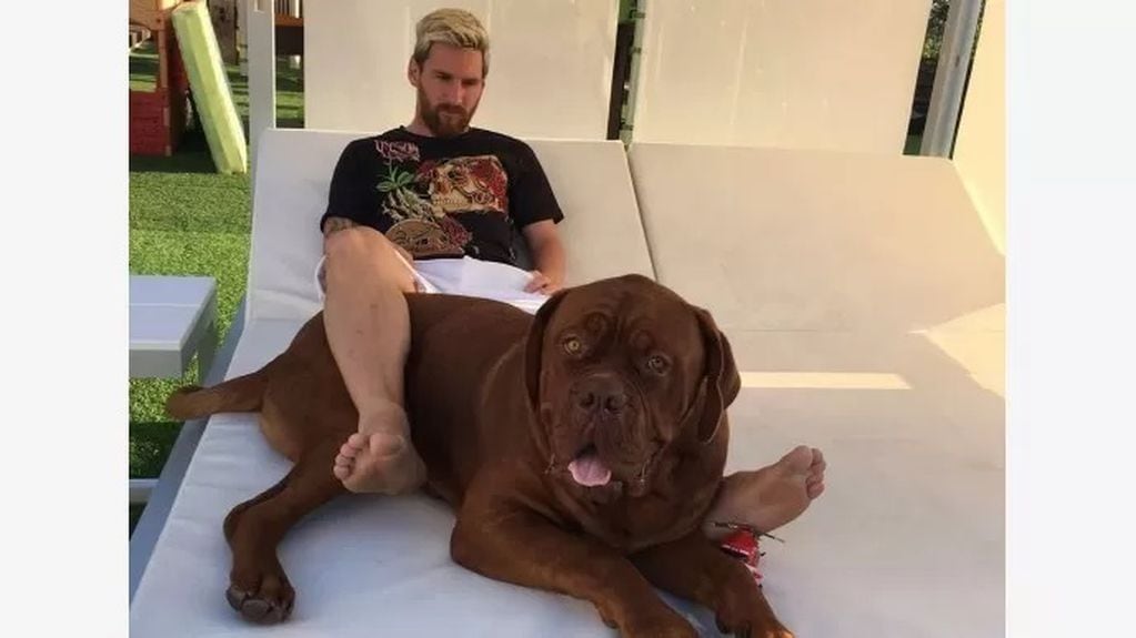 Hulk, el perro de Messi tiene una avanzada edad.