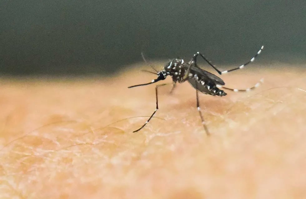 El mosquito Aedes aegypti se caracteriza por ser pequeño, con rayas blancas y negras en sus patas y abdomen. Foto: Gentileza