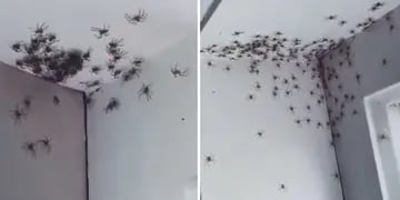 Arañas en una habitación de Sidney