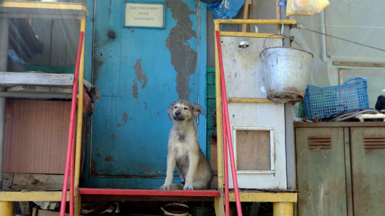 Los investigadores realizaron un estudio a más de 300 perros callejeros que viven en los alrededores de aquella ciudad. Gentileza: National Geographic.